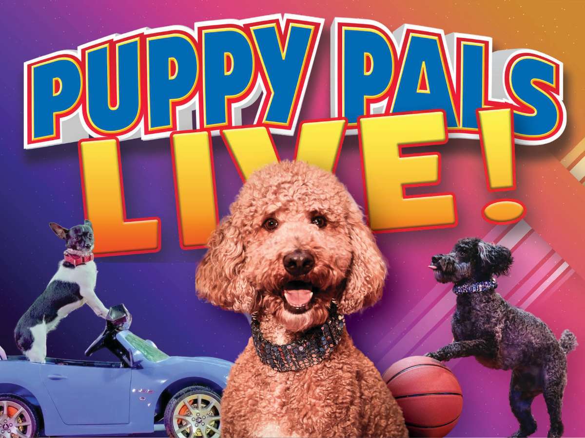 テレビ puppy Sierra, a Black, Tan & White Female Bernedoodle Puppy 809540